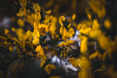 Close-up of yellow flowering plant in field