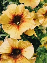 Close-up of yellow flowering plant