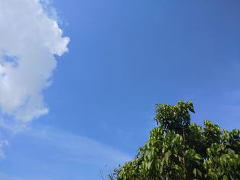 Low angle view of trees against blue sky