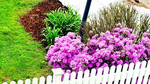 Pink flowers on grass