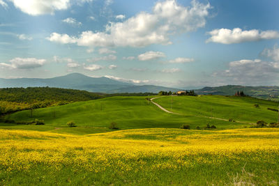 Scenic view of agricultural field against sky