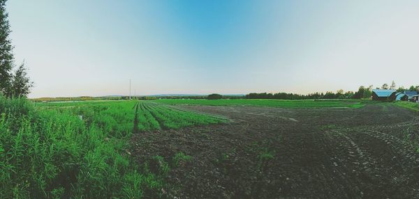 Scenic view of field against clear sky