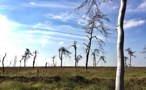 Bare trees on grassy field against blue sky