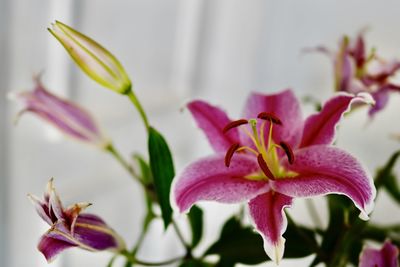 Close-up of pink flowering plant