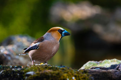 Close-up of bird perching on rock