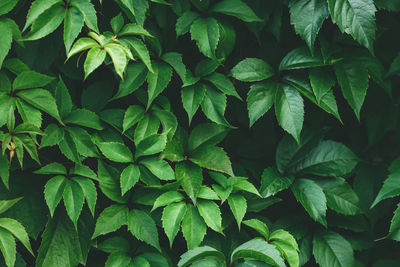 Full frame shot of green leaves