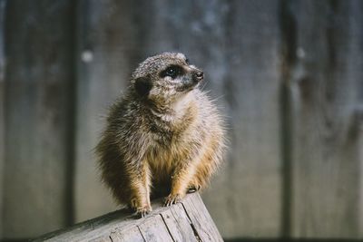 Meerkat looking away