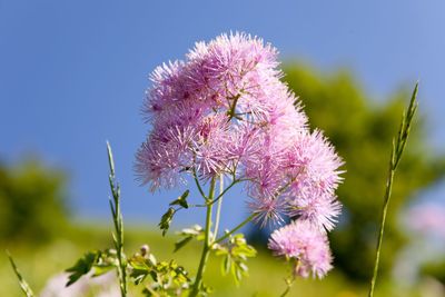 Close-up of pink flowers against sky