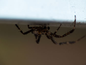 Close-up of spider