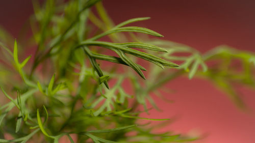 Close-up of plant leaves