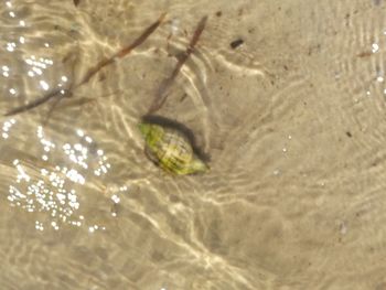 High angle view of turtle in sea