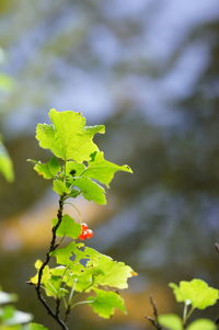 Close-up of green leaves on plant