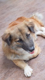 Close-up of dog lying on the floor