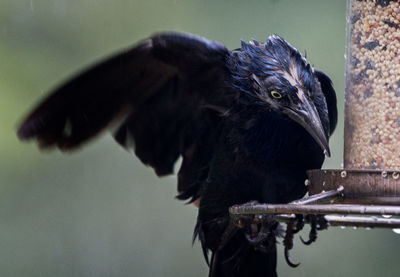 Close-up of wet black bird perching on feeder