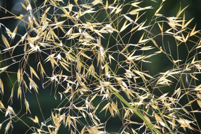 Full frame shot of dried plant leaves