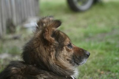 Close-up of a dog looking away