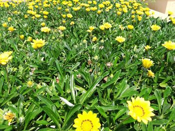 Yellow flowers blooming on field