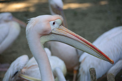 Close-up of pelican on field