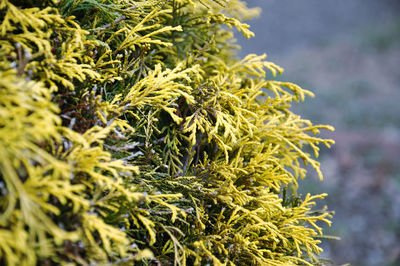 Close-up of pine tree