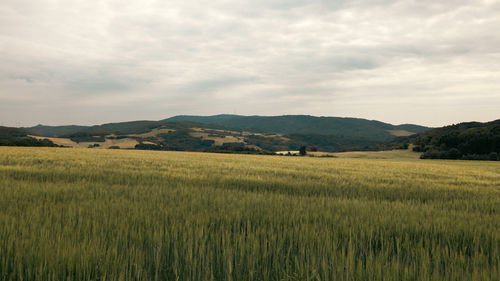 landscape