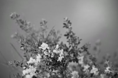 Close-up of white flowers