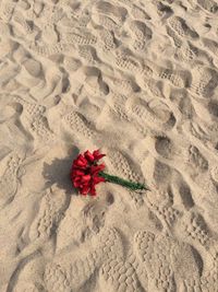High angle view of red flower on sand