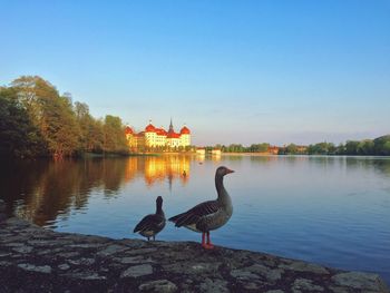 Birds in calm water