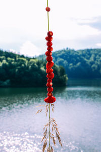 Close-up of red berries hanging over lake against sky