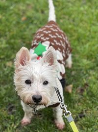Close-up of west highland terrier on a field 
