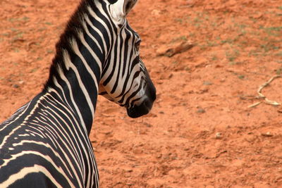 Midsection of a horse