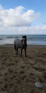 Horse standing on beach