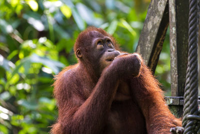 Close-up of monkey on tree