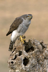 Close-up of eagle perching on rock