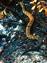 High angle view of lizard on land