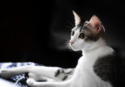 Close-up of a cat looking away