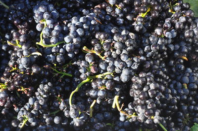 Full frame shot of fruits