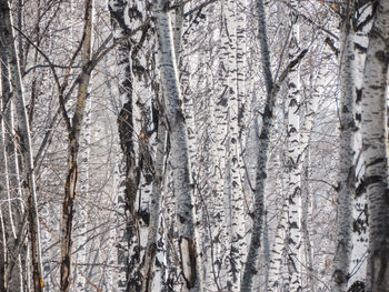 Full frame shot of bare trees in forest