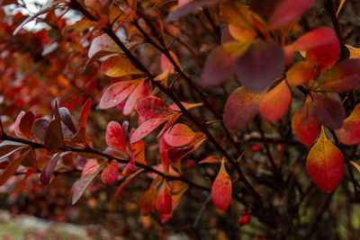 Close-up of red maple leaves on tree