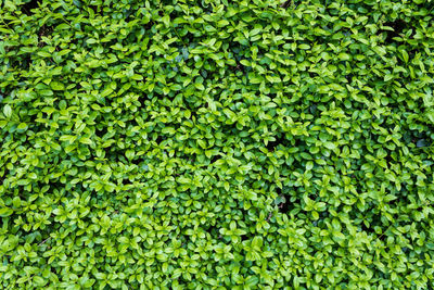 Full frame shot of fresh green plants