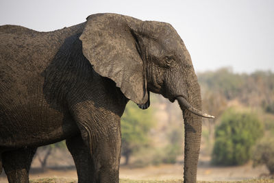 Close-up of elephant