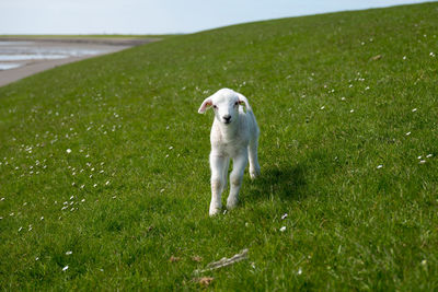 Cute baby lamb on green grass