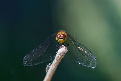 Close-up of butterfly on leaf