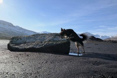 Portrait of dog on mountain