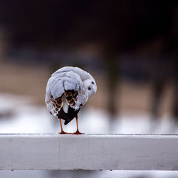 Close-up of bird perching on retaining wall