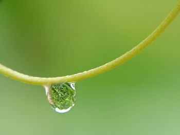 Close-up of green leaf