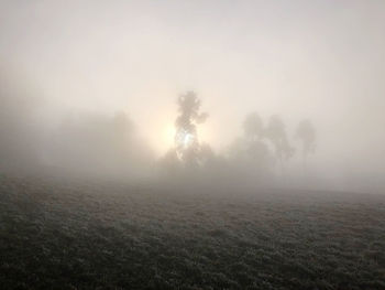 Trees on field against sky at foggy weather