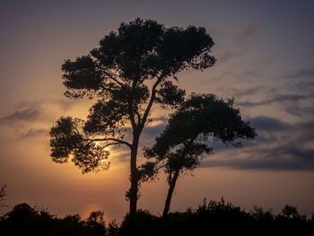 Low angle view of silhouette trees against sky during sunset