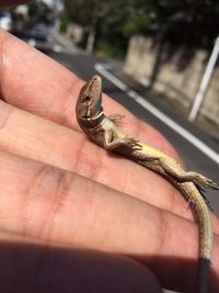 Close-up of hand holding ring