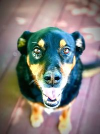 Close-up portrait of dog