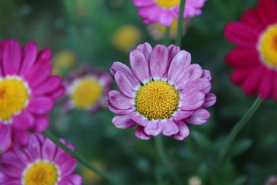 Close-up of yellow flower